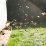 Bee Relocation Service in Katy, TX