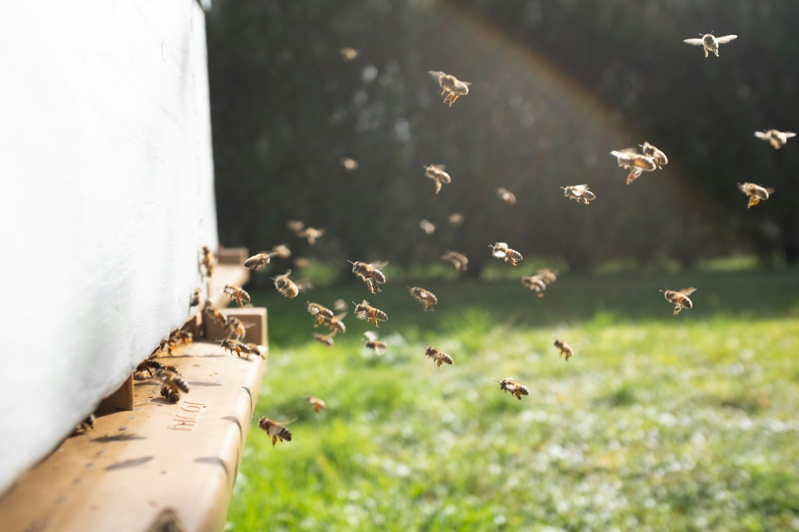 Bee Relocation Service in Katy, TX