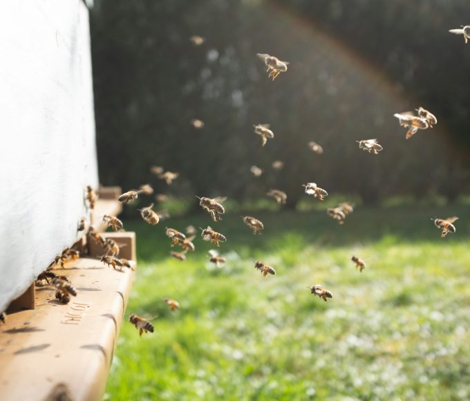 Bee Relocation Service in Katy, TX