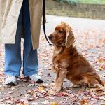Modern Pet Care