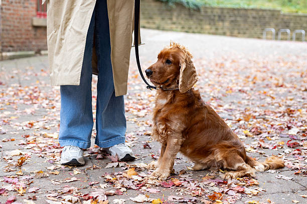 Modern Pet Care