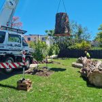 Tree Service in Mansfield, CT