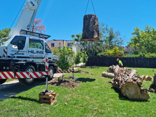 Tree Service in Mansfield, CT