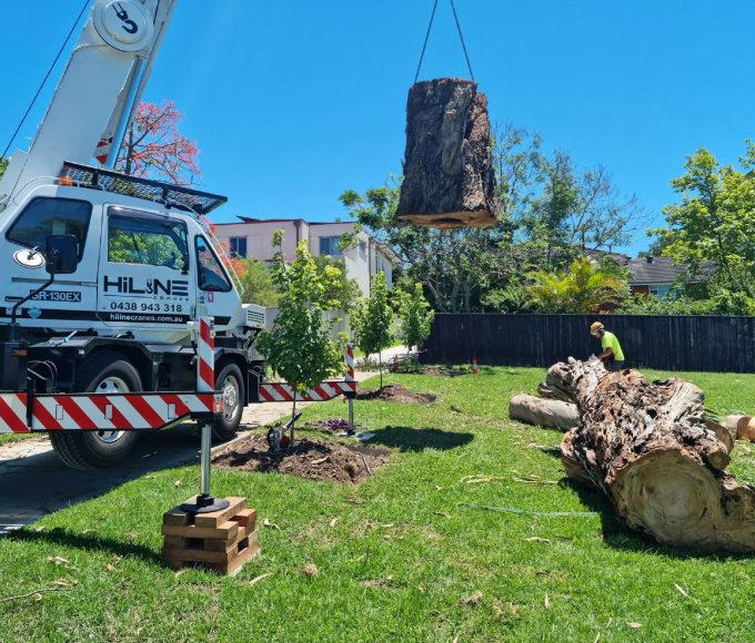 Tree Service in Mansfield, CT