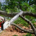 Tree Service Bellflower, CA