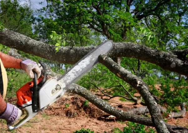 Tree Service Bellflower, CA