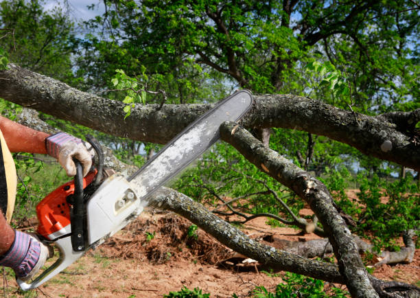 Tree Service Bellflower, CA