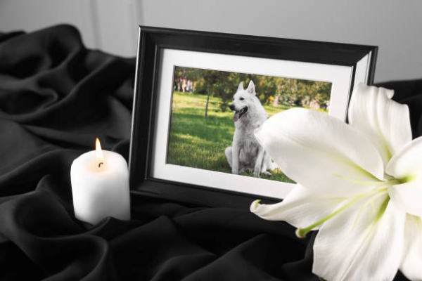 Pet Funeral Service Yuma, AZ