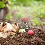 Rainbow Bridge Pet Cremation Services