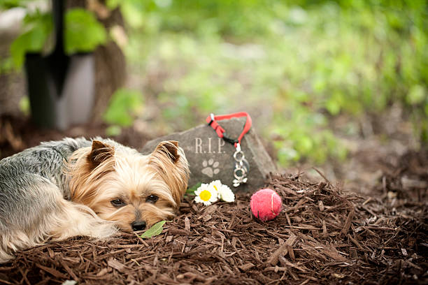 Rainbow Bridge Pet Cremation Services